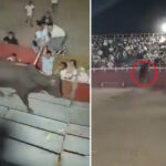 raging-bull!-beast-goes-berserk,-sending-fans-fleeing-for-their-lives