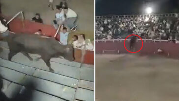 raging-bull!-beast-goes-berserk,-sending-fans-fleeing-for-their-lives