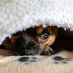 nj-teen-proposes-new-law-after-his-chihuahua-killed-by-savage-pit-bull