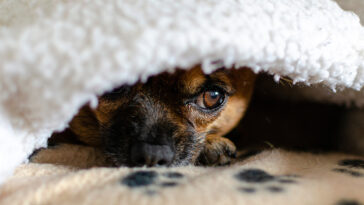 nj-teen-proposes-new-law-after-his-chihuahua-killed-by-savage-pit-bull