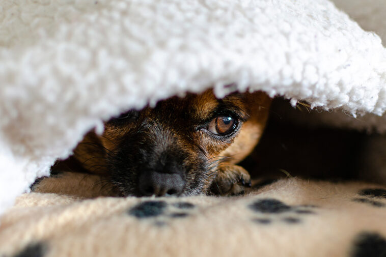 nj-teen-proposes-new-law-after-his-chihuahua-killed-by-savage-pit-bull