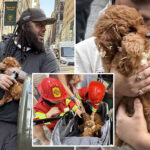 black-market-nyc-puppy-mill-sells-dogs-out-of-stroller-in-midtown
