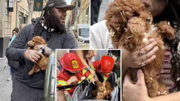 black-market-nyc-puppy-mill-sells-dogs-out-of-stroller-in-midtown
