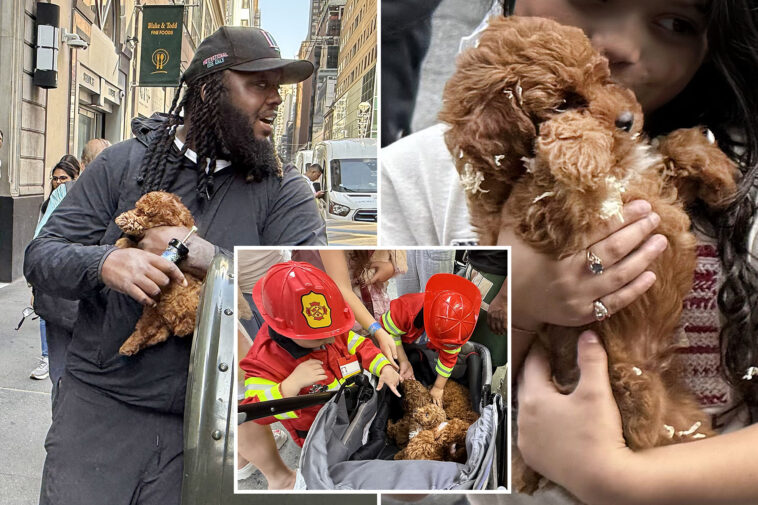 black-market-nyc-puppy-mill-sells-dogs-out-of-stroller-in-midtown