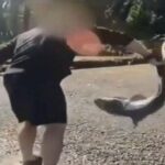 man-accused-of-illegally-‘wrestling’-protected-sharks-in-washington-state-after-months-long-investigation