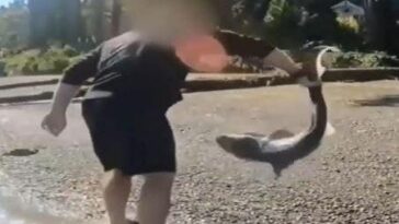 man-accused-of-illegally-‘wrestling’-protected-sharks-in-washington-state-after-months-long-investigation