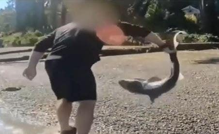 man-accused-of-illegally-‘wrestling’-protected-sharks-in-washington-state-after-months-long-investigation