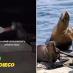 feds-hunt-sicko-who-battered-sea-lion-at-la-jolla-cove-near-san-diego