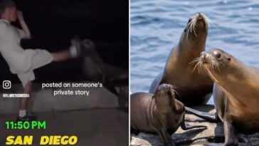 feds-hunt-sicko-who-battered-sea-lion-at-la-jolla-cove-near-san-diego