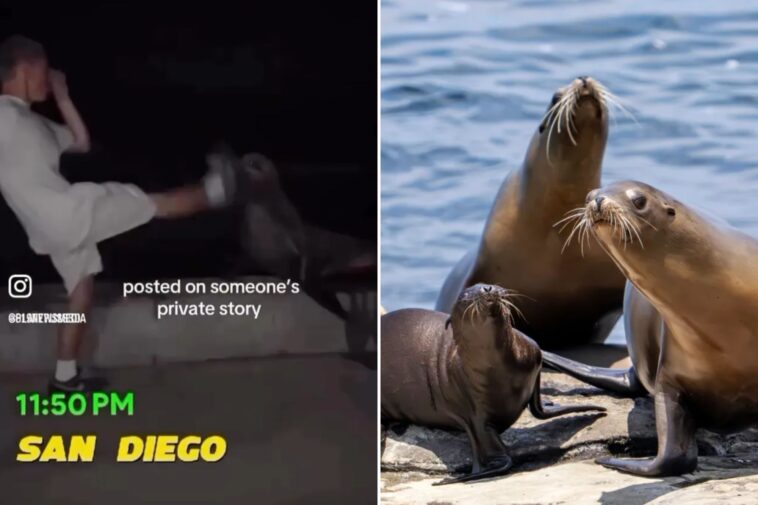 feds-hunt-sicko-who-battered-sea-lion-at-la-jolla-cove-near-san-diego