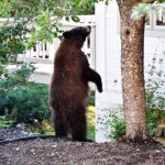 black-bears-invade-lake-tahoe-homes-as-break-ins-surge-and-locals-fortify-defenses