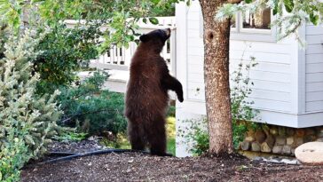 black-bears-invade-lake-tahoe-homes-as-break-ins-surge-and-locals-fortify-defenses