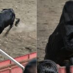 ole!-insane-footage-shows-chaos-ensue-after-enraged-bull-leaps-into-the-stands-during-colombian-bullfight-festival-(videos)