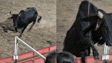 ole!-insane-footage-shows-chaos-ensue-after-enraged-bull-leaps-into-the-stands-during-colombian-bullfight-festival-(videos)