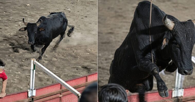 ole!-insane-footage-shows-chaos-ensue-after-enraged-bull-leaps-into-the-stands-during-colombian-bullfight-festival-(videos)