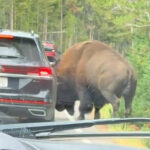 terrifying-moment-massive-bison-rams-car-in-yellowstone-national-park