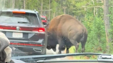 terrifying-moment-massive-bison-rams-car-in-yellowstone-national-park