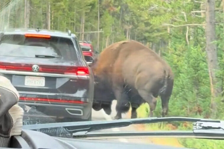 terrifying-moment-massive-bison-rams-car-in-yellowstone-national-park
