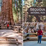 horror-as-tourist-dies-on-popular-trail-in-sequoia-national-park