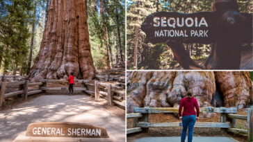 horror-as-tourist-dies-on-popular-trail-in-sequoia-national-park