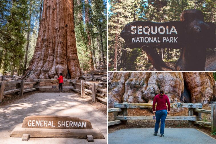 horror-as-tourist-dies-on-popular-trail-in-sequoia-national-park