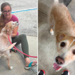 missing-dog-reunited-with-owner-after-5-years,-found-more-than-600-miles-away