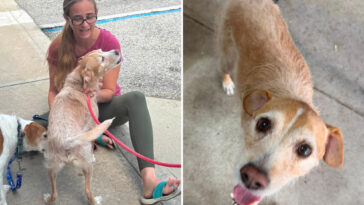 missing-dog-reunited-with-owner-after-5-years,-found-more-than-600-miles-away