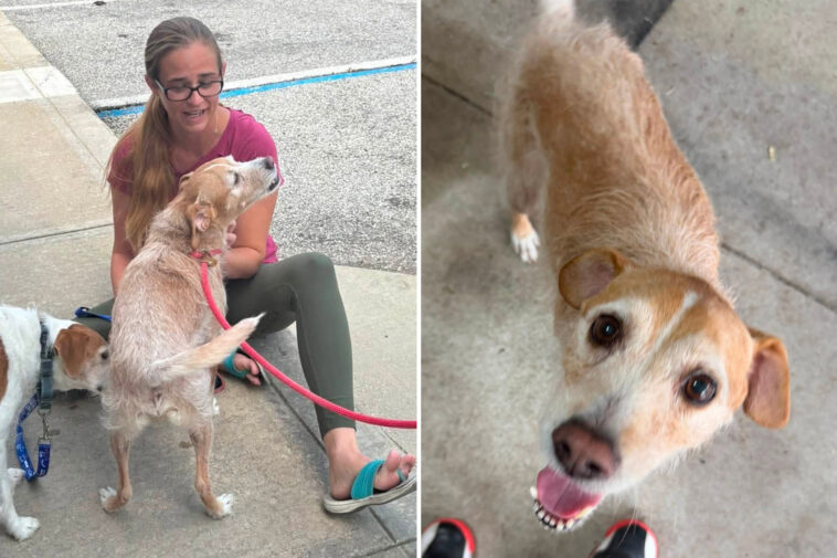 missing-dog-reunited-with-owner-after-5-years,-found-more-than-600-miles-away