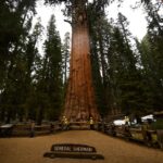 nevada-man-dies-at-famed-sequoia-national-park-trail-after-sudden-emergency