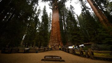 nevada-man-dies-at-famed-sequoia-national-park-trail-after-sudden-emergency
