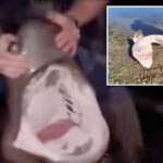 fisherman-accused-of-illegally-catching-sharks-and-‘wrestling’-them-in-bizarre-videos-he-shared-online