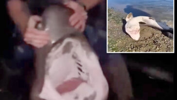 fisherman-accused-of-illegally-catching-sharks-and-‘wrestling’-them-in-bizarre-videos-he-shared-online