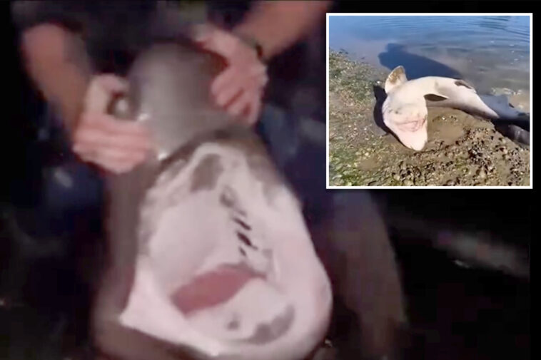 fisherman-accused-of-illegally-catching-sharks-and-‘wrestling’-them-in-bizarre-videos-he-shared-online