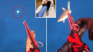 influencer-films-shark-almost-biting-off-his-leg-—then-shares-amazing-message-about-it