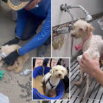 dog-pulled-alive-from-rubble-of-venezuela-earthquakes-after-being-trapped-for-29-days:-‘a-miracle’