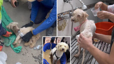 dog-pulled-alive-from-rubble-of-venezuela-earthquakes-after-being-trapped-for-29-days:-‘a-miracle’