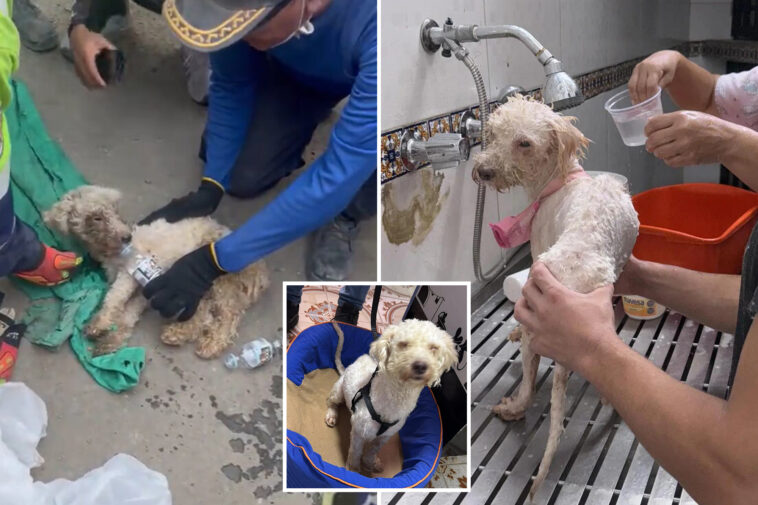 dog-pulled-alive-from-rubble-of-venezuela-earthquakes-after-being-trapped-for-29-days:-‘a-miracle’