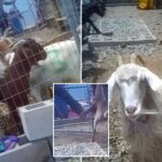 california-ranch-caught-in-truly-horrific-act-as-stomach-churning-video-emerges