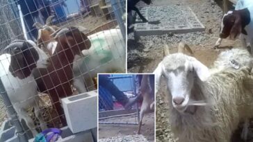 california-ranch-caught-in-truly-horrific-act-as-stomach-churning-video-emerges