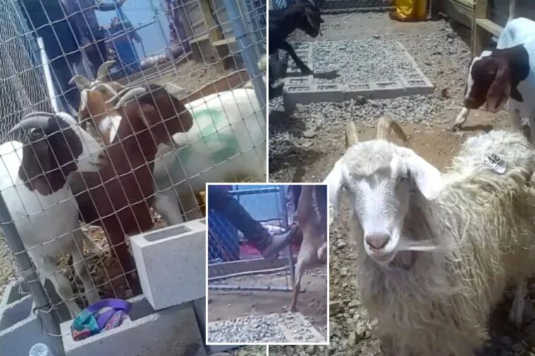 california-ranch-caught-in-truly-horrific-act-as-stomach-churning-video-emerges