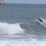 terrifying-moment-great-white-shark-leaps-out-of-water-behind-boogie-boarder-on-newport-beach