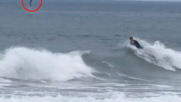 terrifying-moment-great-white-shark-leaps-out-of-water-behind-boogie-boarder-on-newport-beach