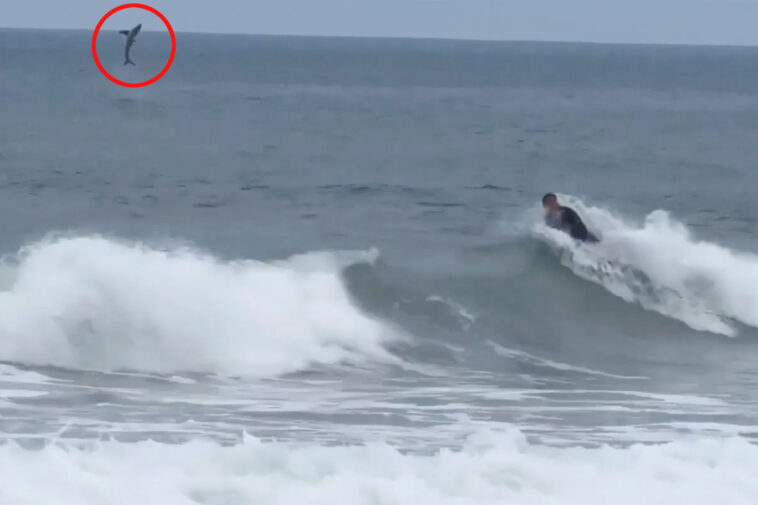 terrifying-moment-great-white-shark-leaps-out-of-water-behind-boogie-boarder-on-newport-beach