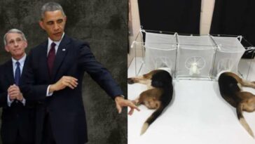 diary-bombshell:-obama-personally-coached-fauci-on-beaglegate,-deployed-his-fixer,-and-weaponized-the-washington-post-to-try-and-crush-white-coat-waste