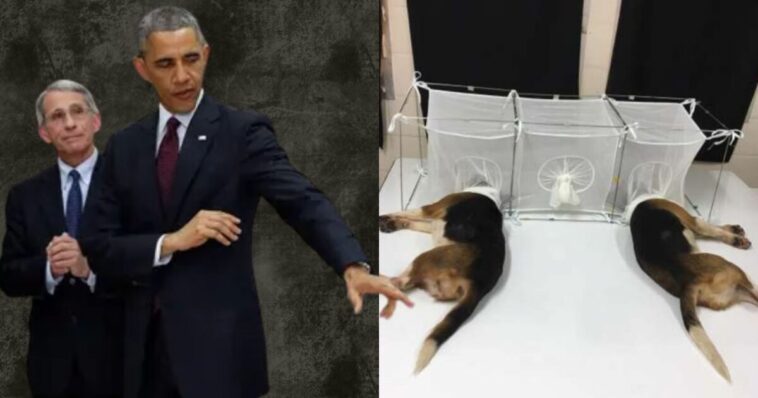 diary-bombshell:-obama-personally-coached-fauci-on-beaglegate,-deployed-his-fixer,-and-weaponized-the-washington-post-to-try-and-crush-white-coat-waste