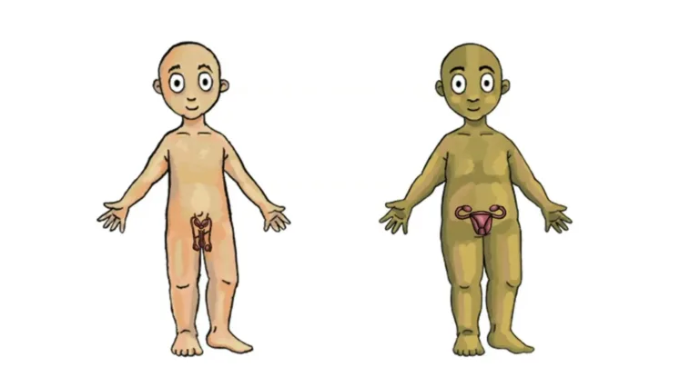 trans-dolls-with-removable-genitals-will-be-used-to-teach-4-year-olds