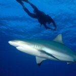 fishing-content-creator-who-filmed-himself-being-bitten-by-a-shark-while-spearfishing-lucky-he-still-has-leg