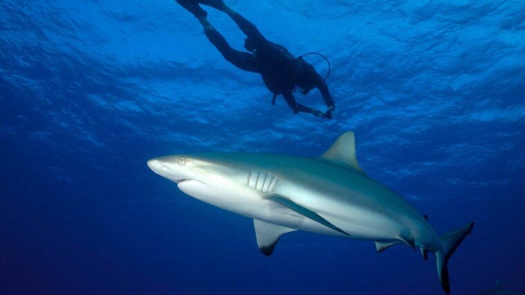 fishing-content-creator-who-filmed-himself-being-bitten-by-a-shark-while-spearfishing-lucky-he-still-has-leg