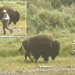 oblivious-yellowstone-fisherman-has-close-call-with-behemoth-bison-before-wife-comes-to-the-rescue