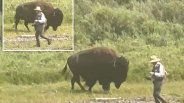 oblivious-yellowstone-fisherman-has-close-call-with-behemoth-bison-before-wife-comes-to-the-rescue
